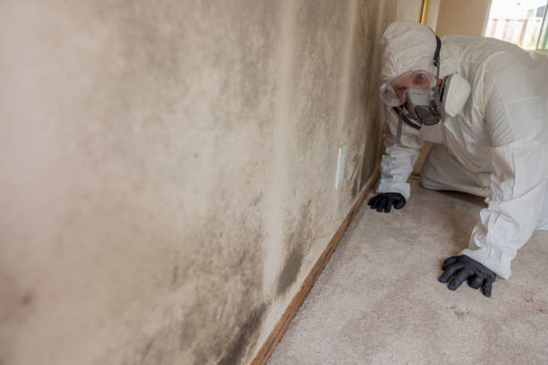 Why You Should Choose Our Mold Remediation Services in Avalon, CA